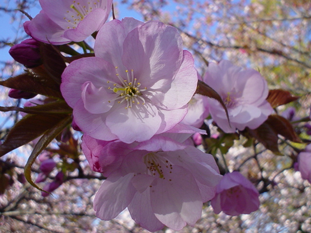 Sakura