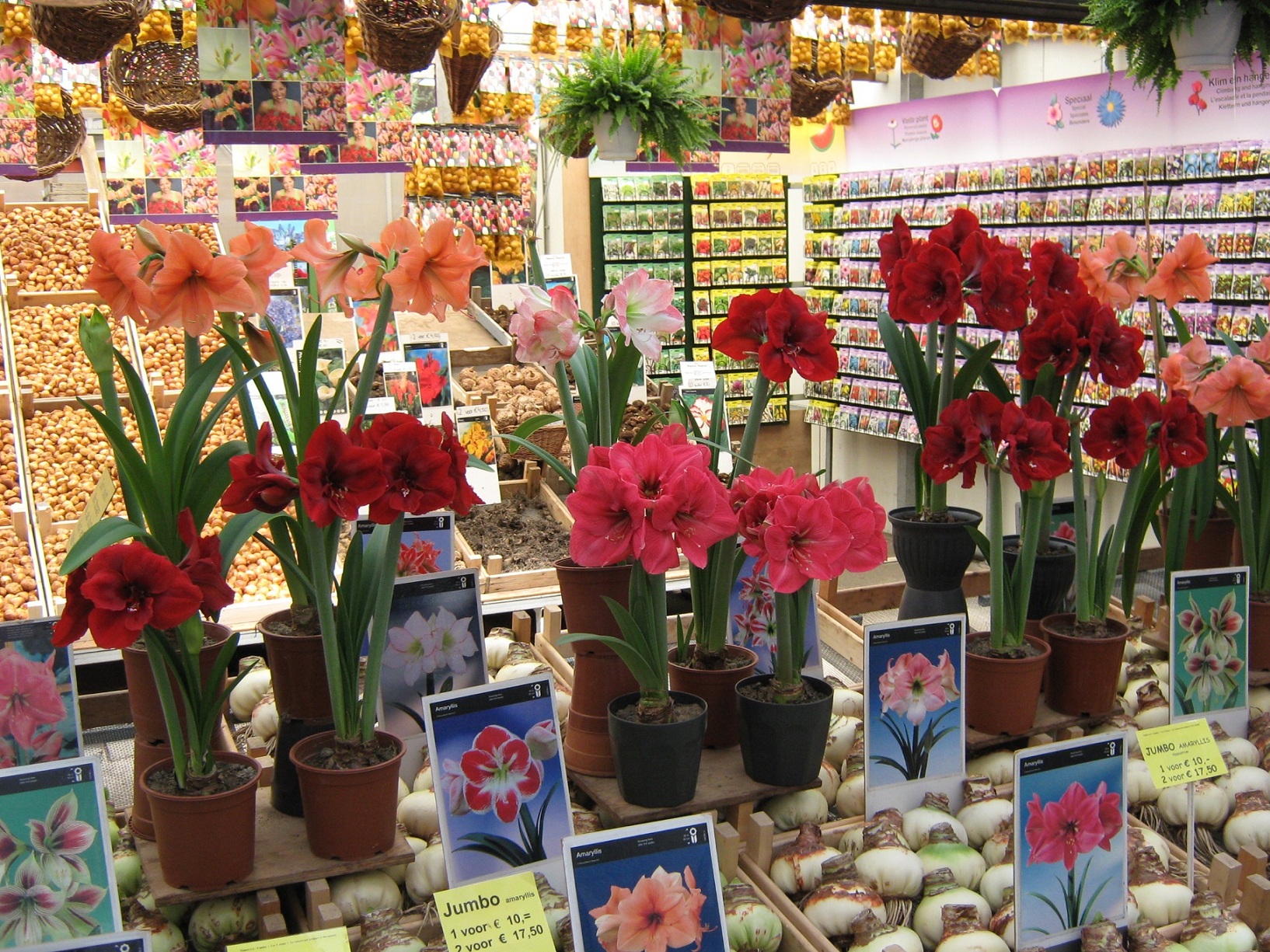 Simfonia  florilor-Piata plutitoare de flori Amsterdam