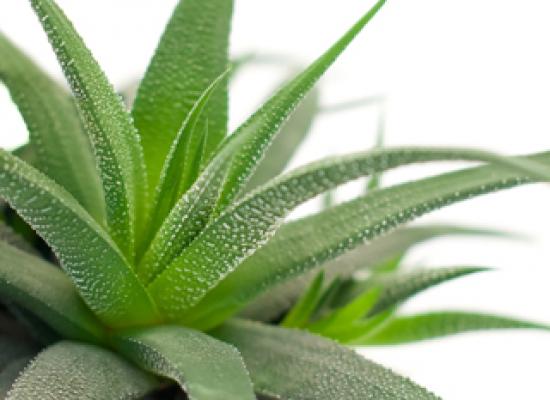 Aloe Vera- farmacia din ghiveci