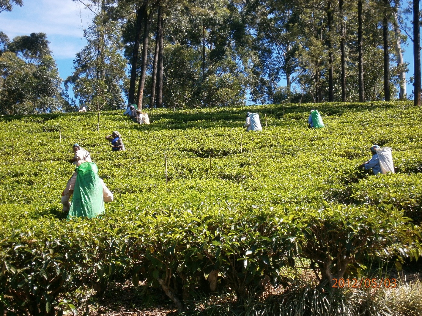 Ceai srilankez cu zahar de cocotier(