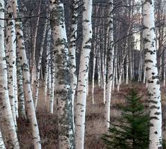 Plante medicinale de cules în luna februarie