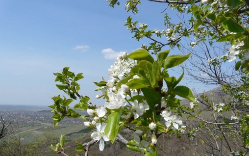 Plante de cules în luna aprilie