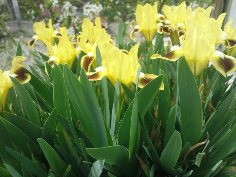 Iubesc florile!