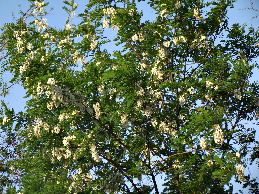 Dulceata din flori de salcam