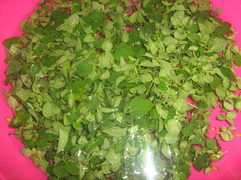 Oregano in otet