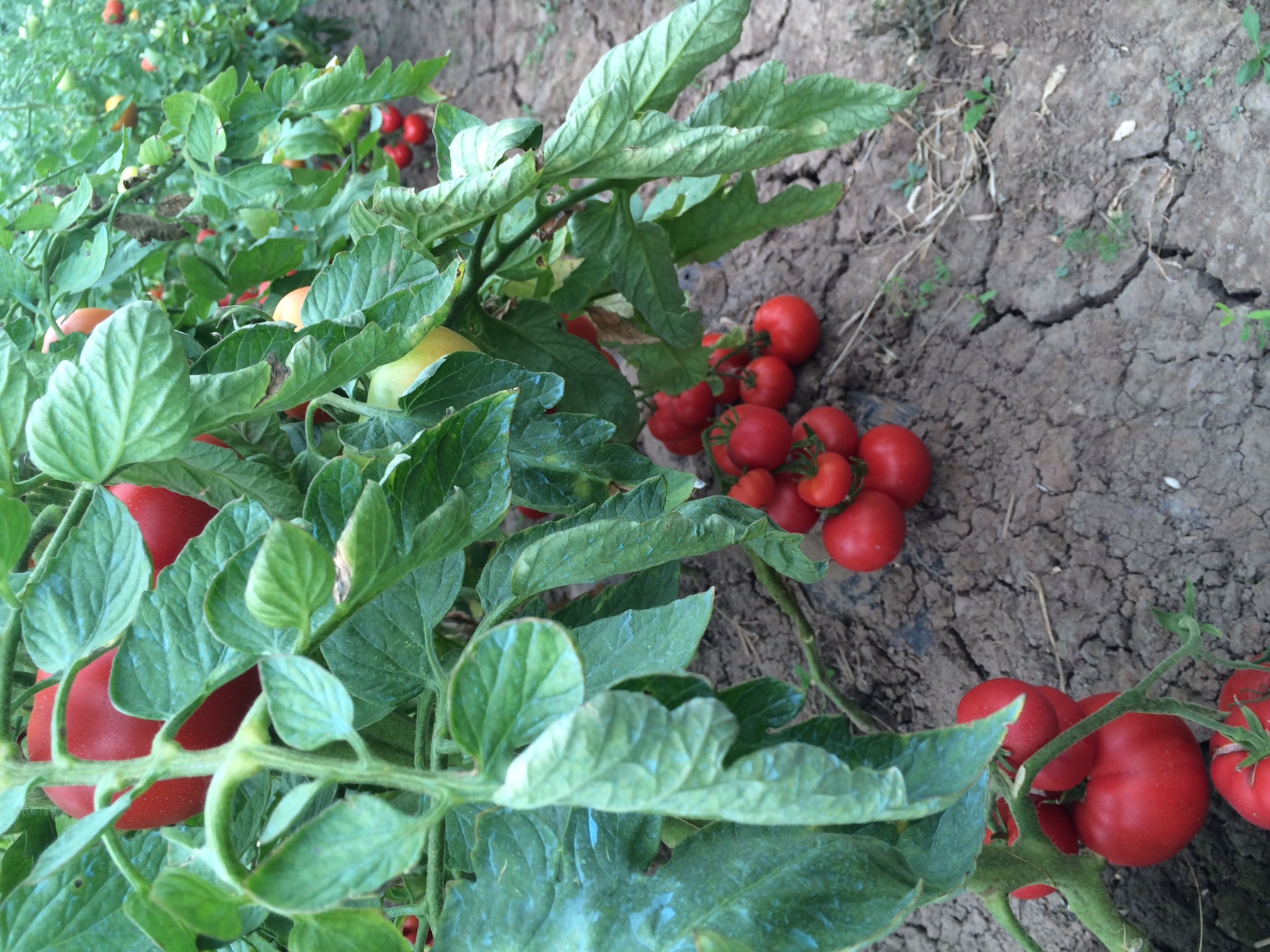 Vreti legume cu gust si cultivate sanatos? www.tomatina.ro este locul in care le gasiti!