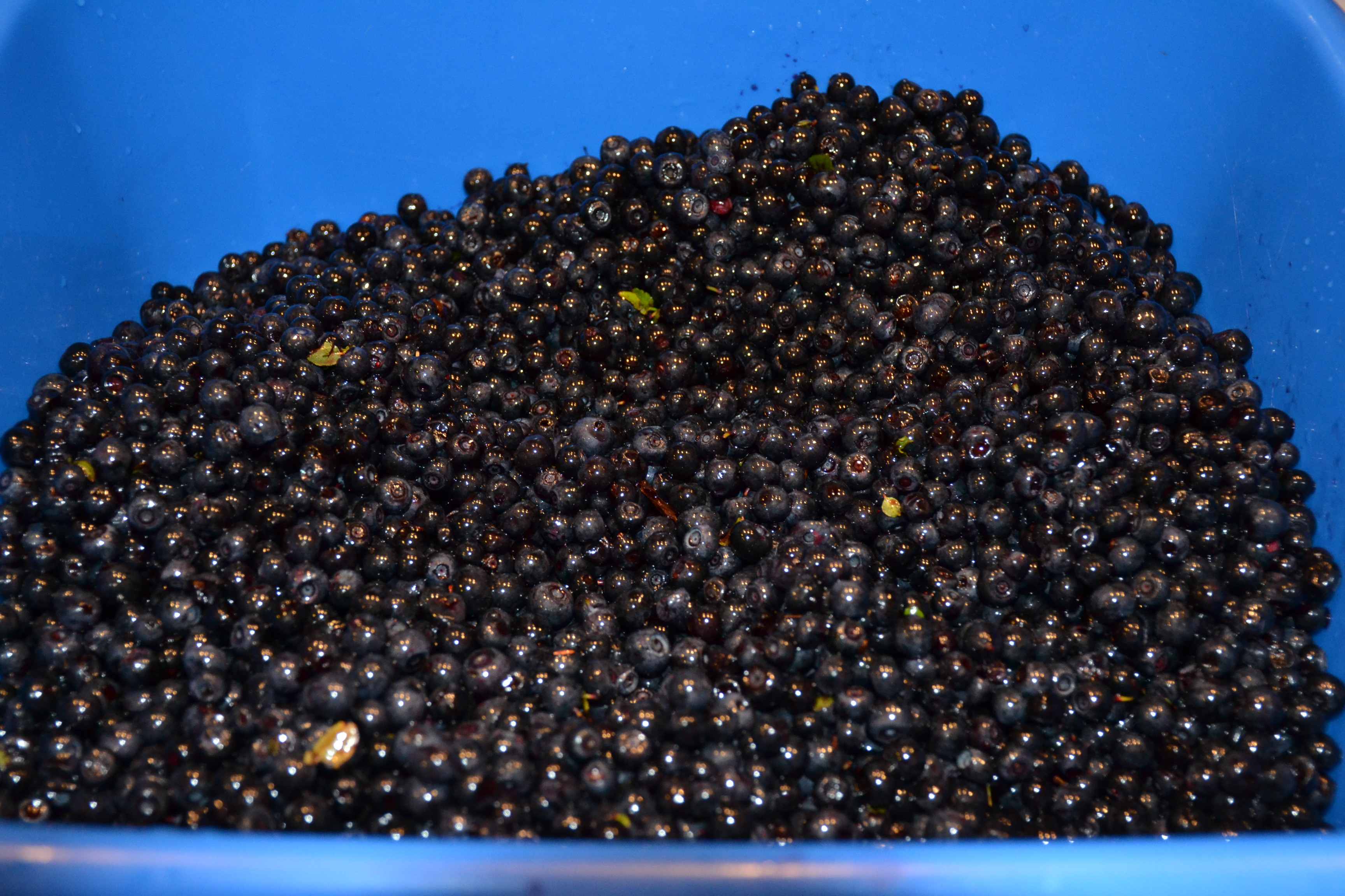 Dulceata de afine