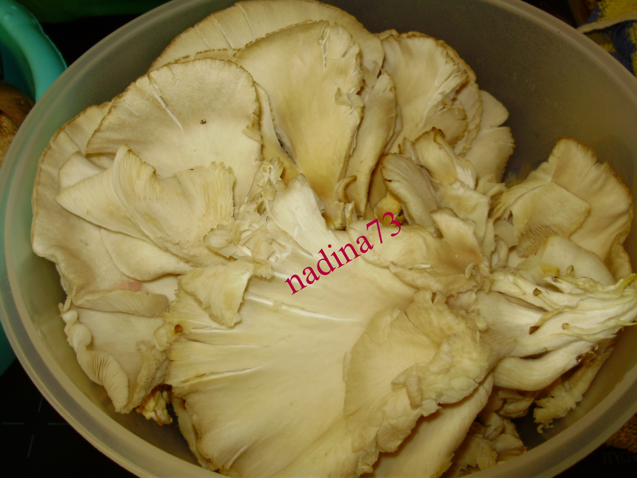 Pleurotus pane cu garnitura de orez